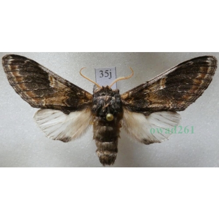 Notodonta tritophus (Denis & Schiffermüller, 1775) male Garbatka miesięcznica Czech35j